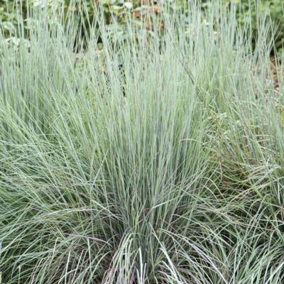 Schizachyrium scoparium 'Blue Heaven'